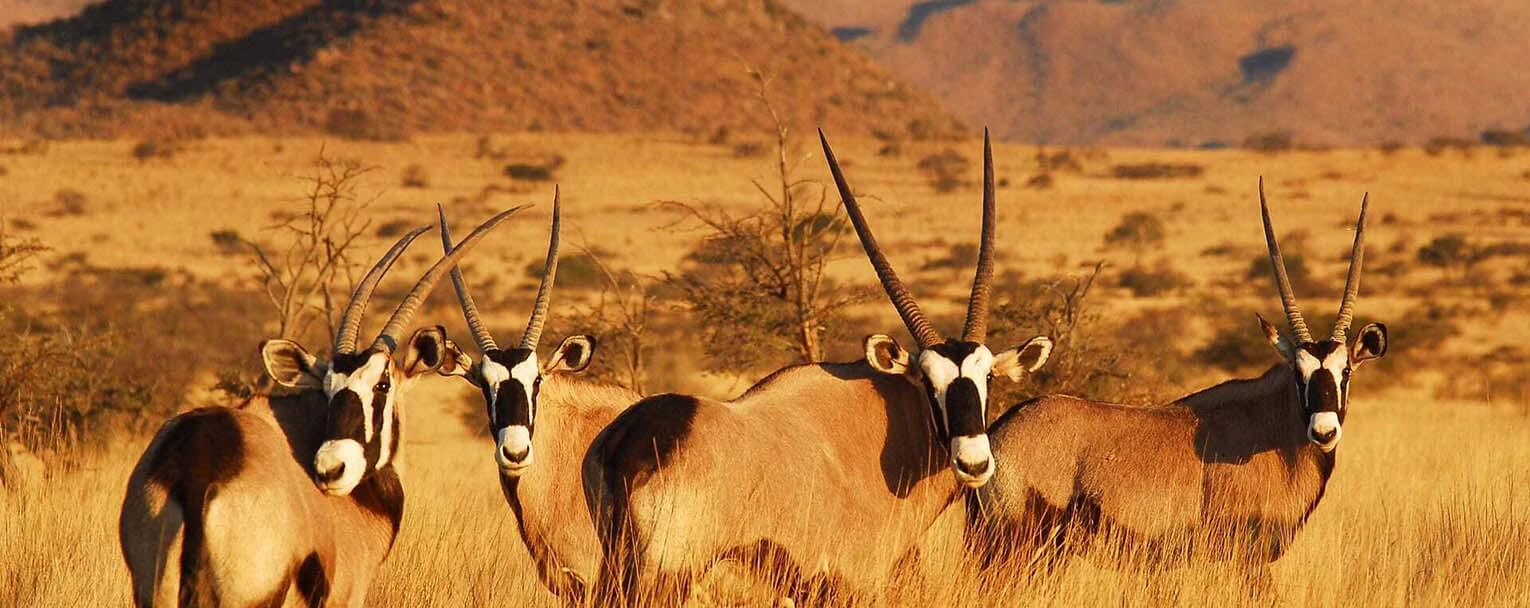 tswalu-experiences-safari-walking-rectangle