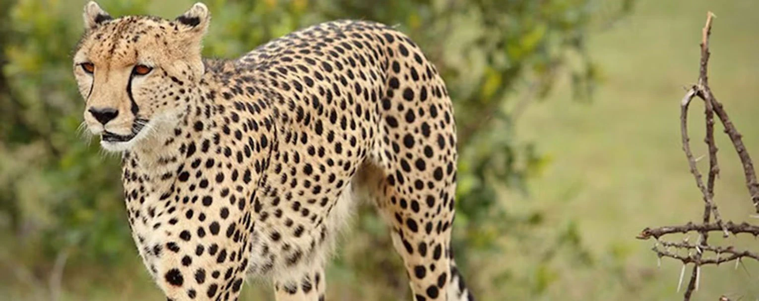 Naboisho-Cheetah-rectangle
