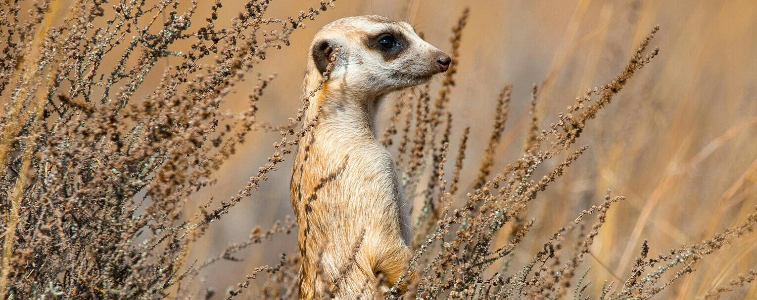 tswalu-experiences-meerkat-rectangle (1)