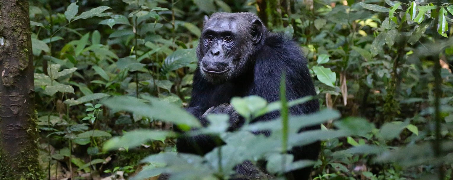 rubondo-experiences-chimpanzee-trekking-rectangle