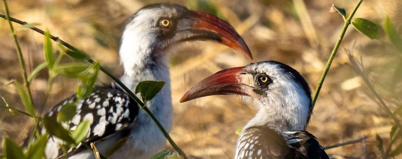 ruaha-experiences-bird-watching-rectangle