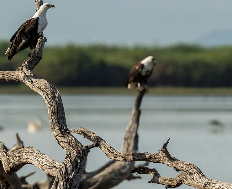 lake-manyara-experience-birdwatching-square