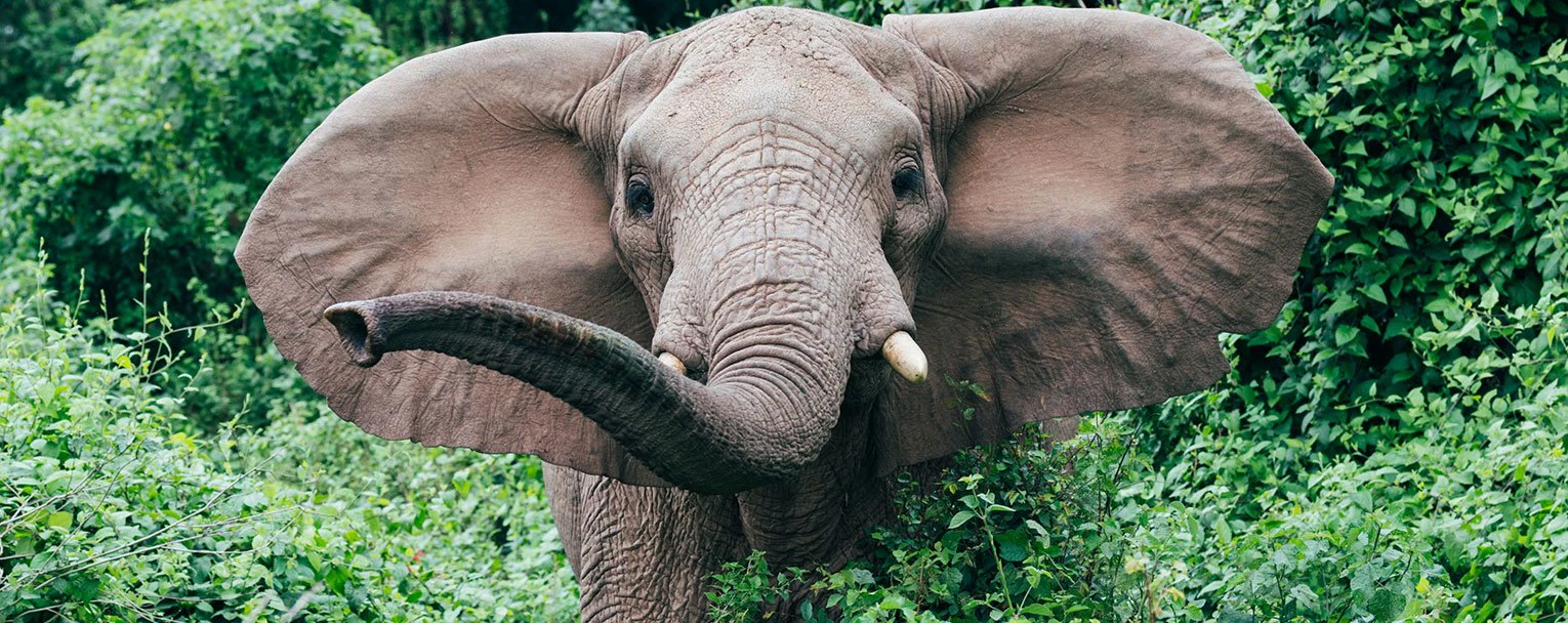 rubondo-experiences-wildlife-conservation-rectangle