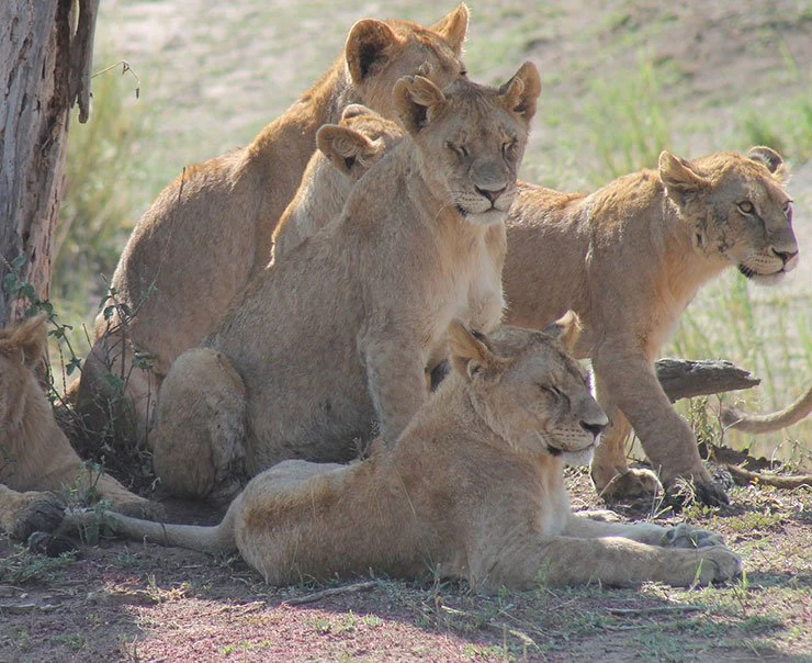 lake-manyara-experience-big-cats-square