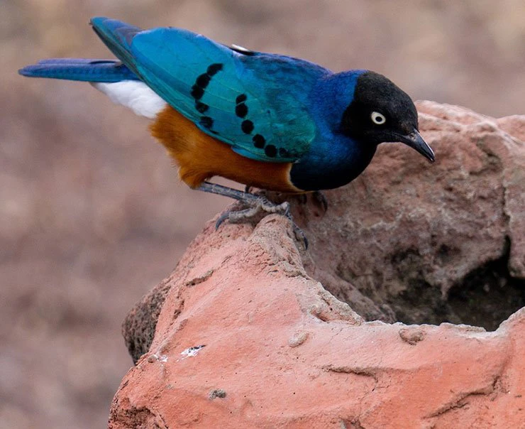 arusha-experiences-birdwatching-square