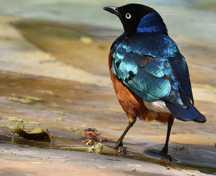 lake-manyara-experience-tree-lodge-birdwatching-square