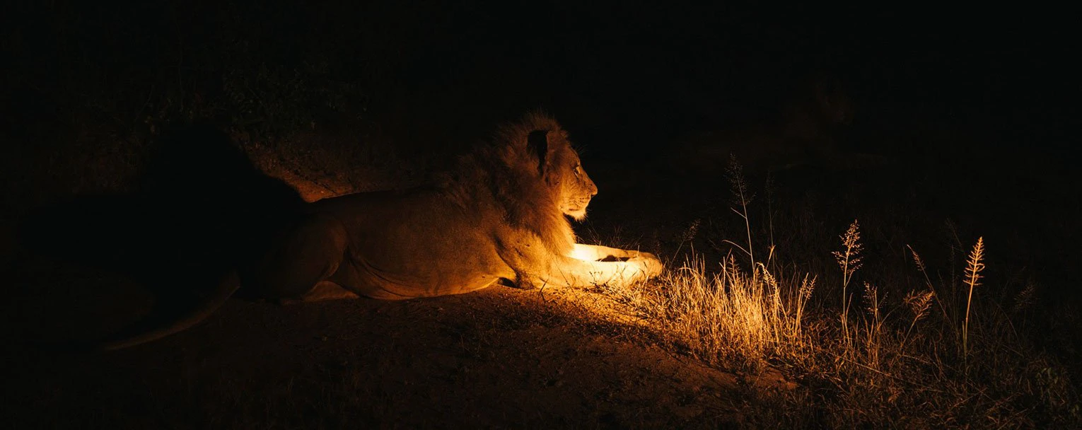 ruaha-experience-night-drives-image-rectangle