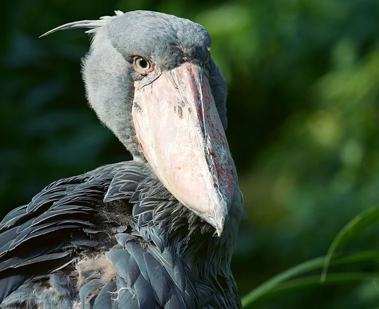 rubondo-experience-birdwatching