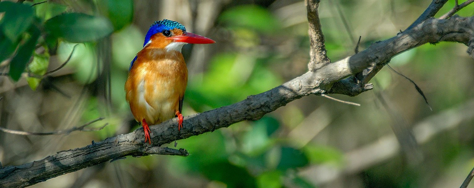 nyerere-experience-birdwatching-rectangle