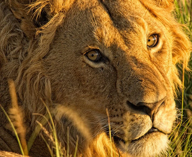 ngorongoro-experience-The-Highlands-big-cats-square-1