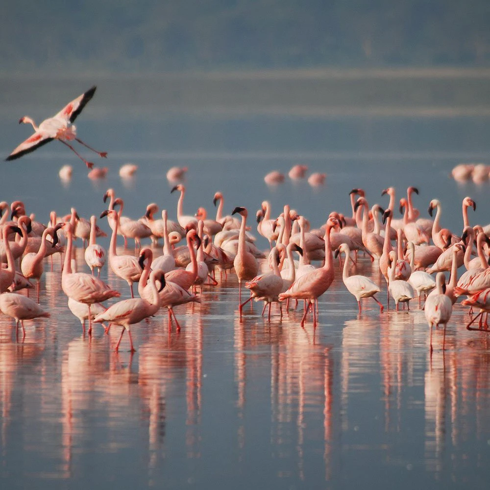 Tanzania-Lake-Manyara-ttd-flamingos