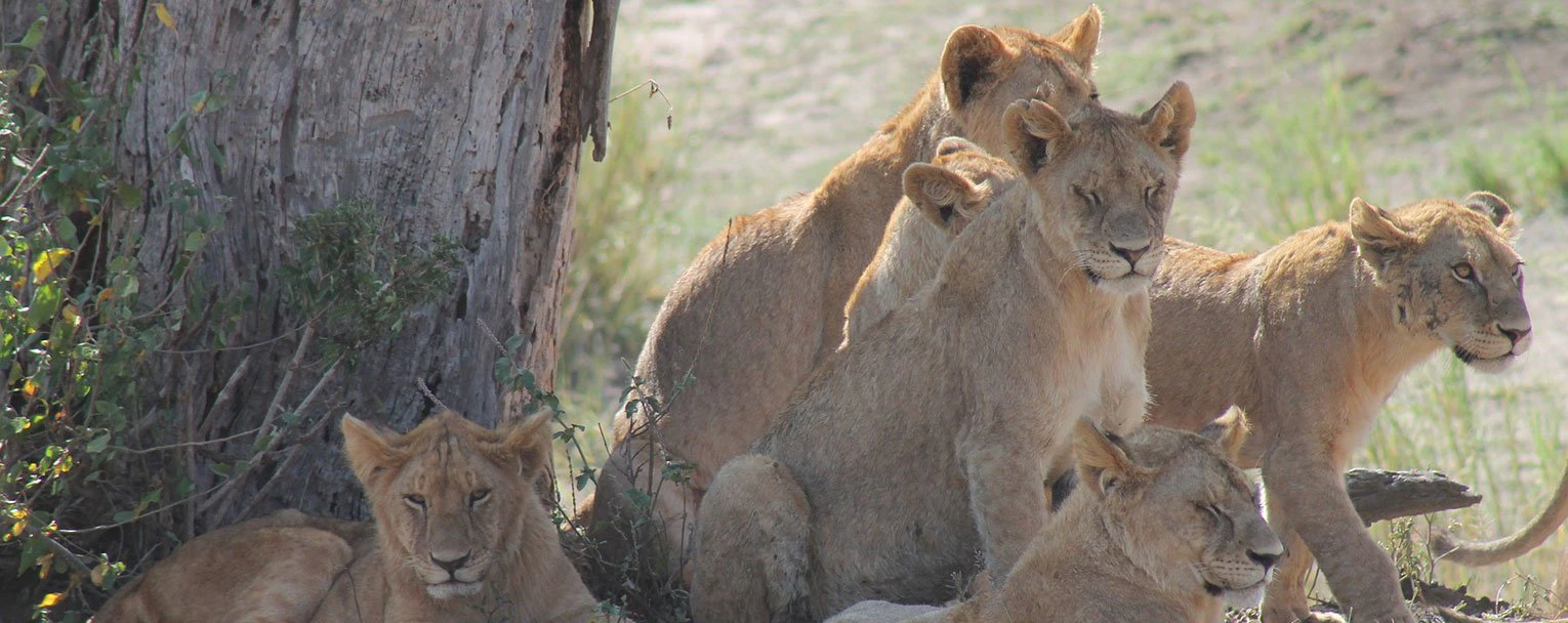 lake-manyara-experience-big-cats-rectangle