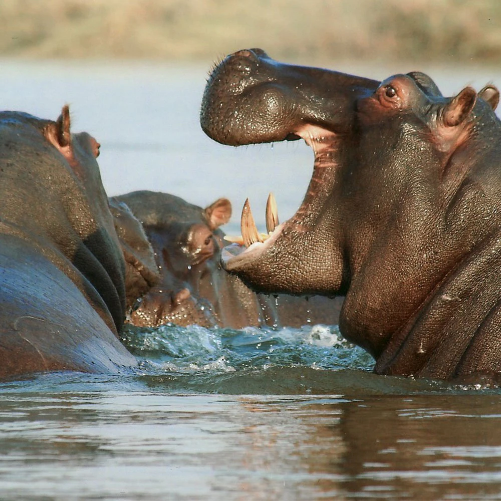 Tanzania-Lake-Manyara-ttd-hippo