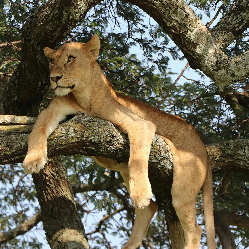 Tanzania-Lake-Manyara-ttd-Tree-lions