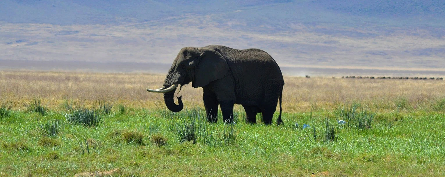ngorongoro-experience-the-big-five-rectangle