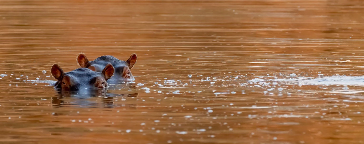 ruaha-experiences-wildlife-conservation-rectangle