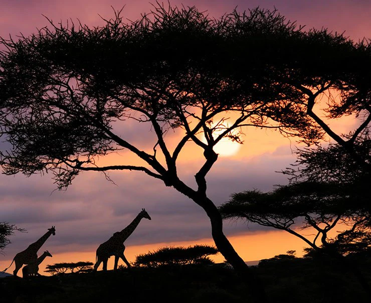 lake-manyara-experience-night-drives-square