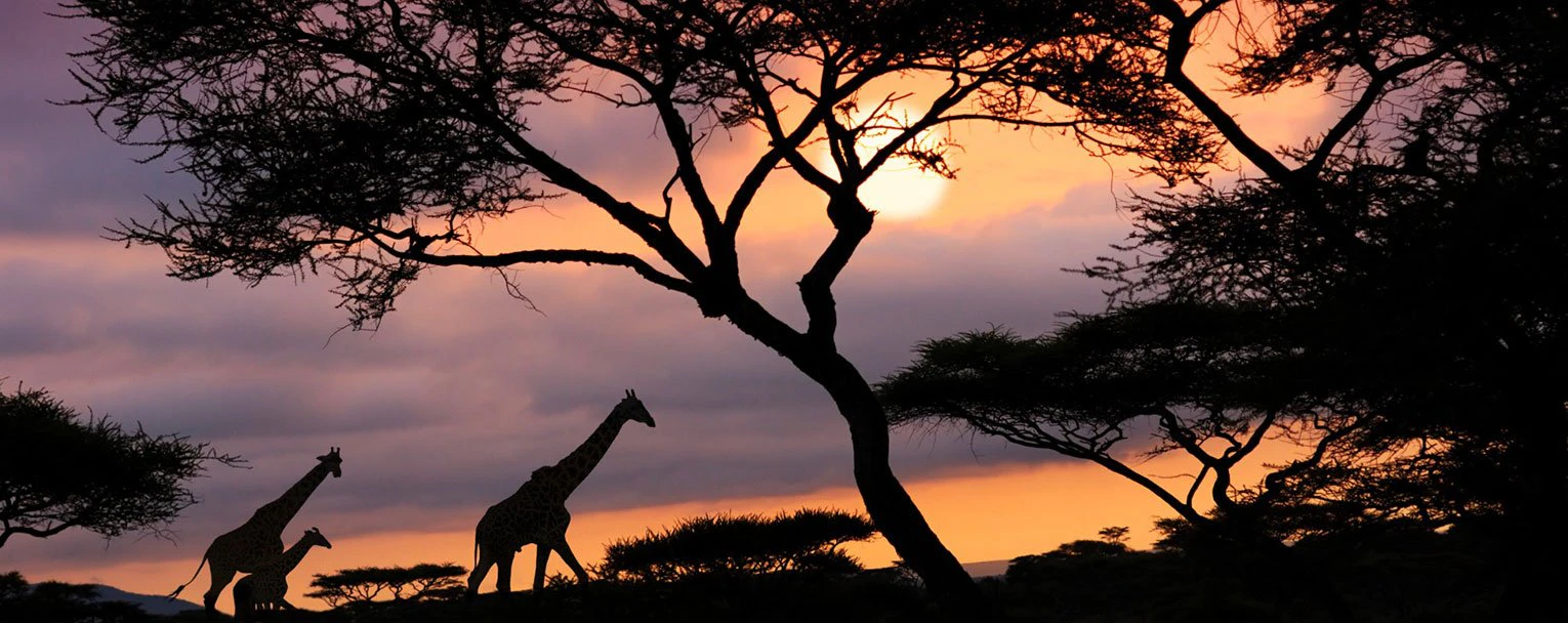 lake-manyara-experience-night-drives-rectangle