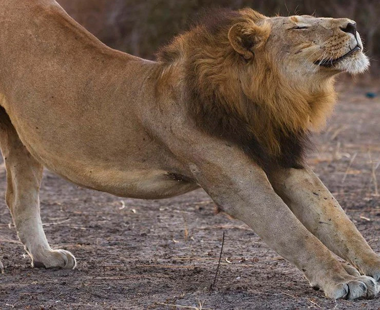 ruaha-experiences-big-cats-square