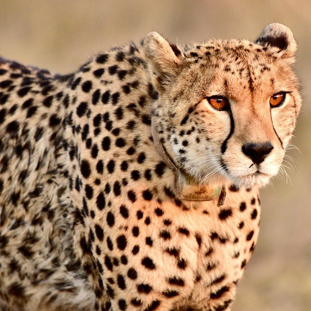 ruaha-ttd-cheetah