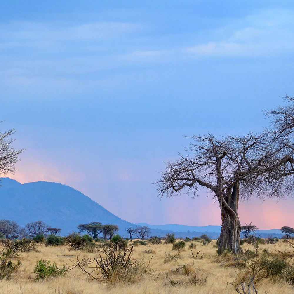tanzania-ruaha-ttd-open-landscape