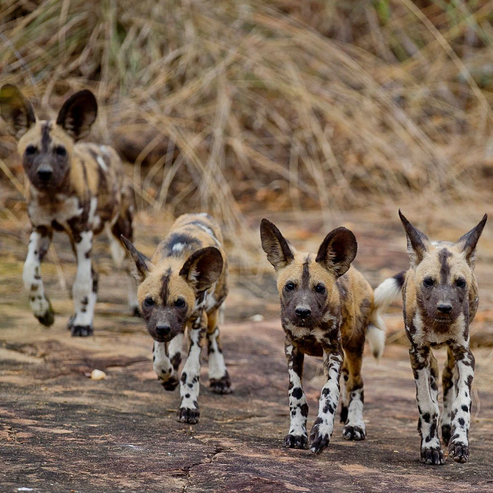 tanzania-ttd-african-wild-dog