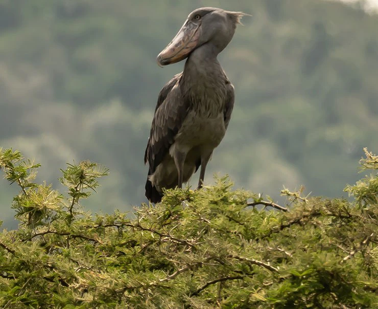 rwanda-experiences-birdwatching-square
