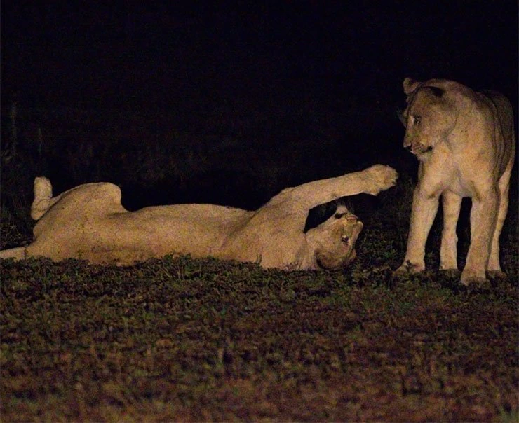 akagera-experiences-night-drives-square (2)