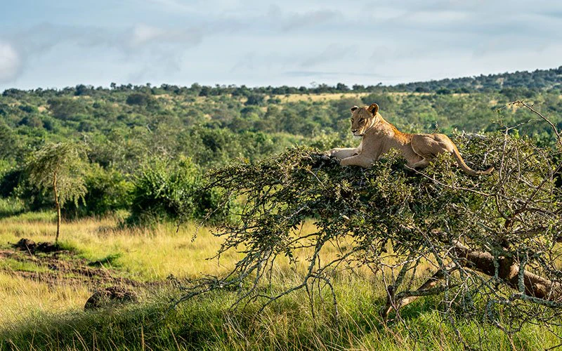 akagera-regional-image