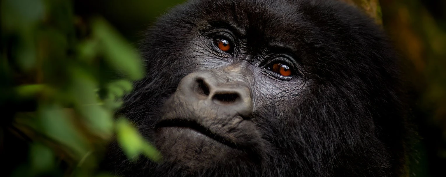 volcanoes-national-park-singita-experience-gorilla-trekking-rectangle