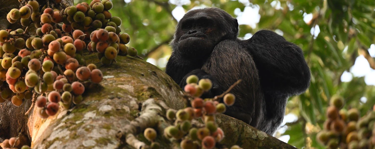 rwanda-experience-chimpanzee-trekking-rectangle