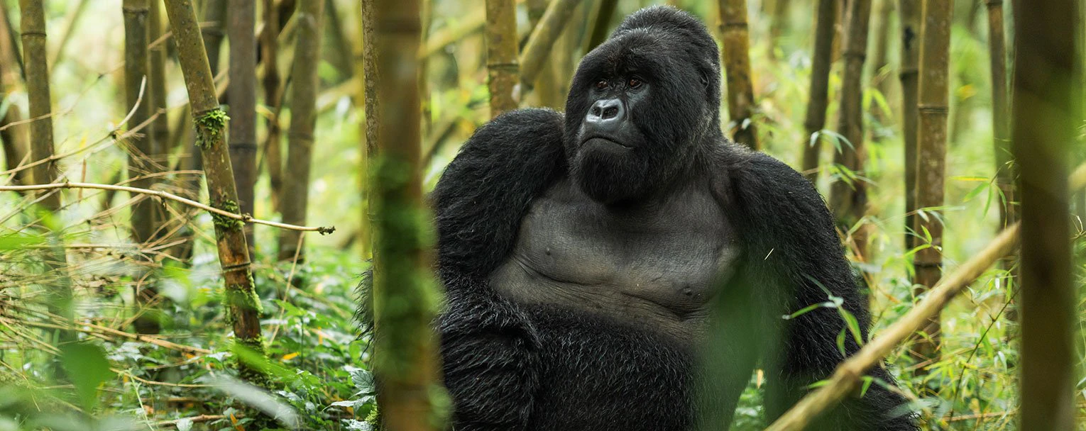 rwanda-experience-gorilla-trekking-rectangle