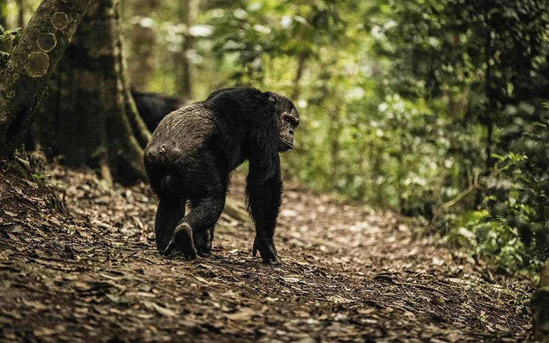 nyungwe-regional-image-2