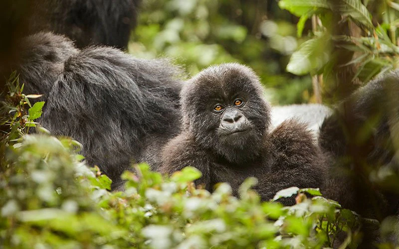 rwanda-plan-your-trip