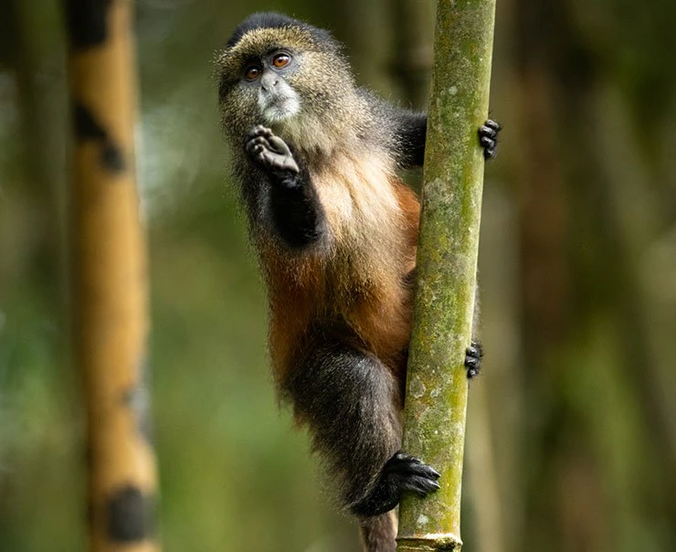 volcanoes-national-park-singita-experience-golden-monkey-trekking-square