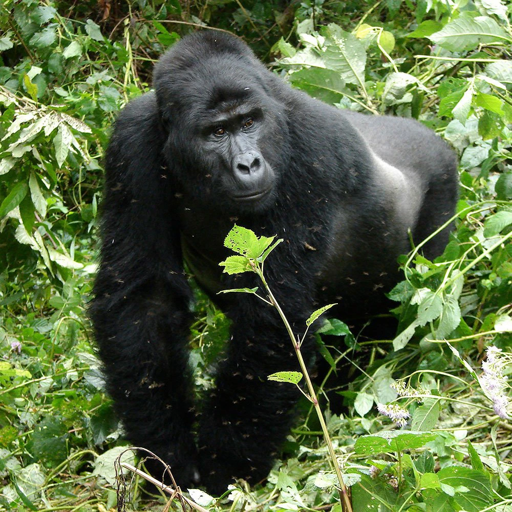 bwindi-impenetrable-forest-ttd-planet-of-the-apes