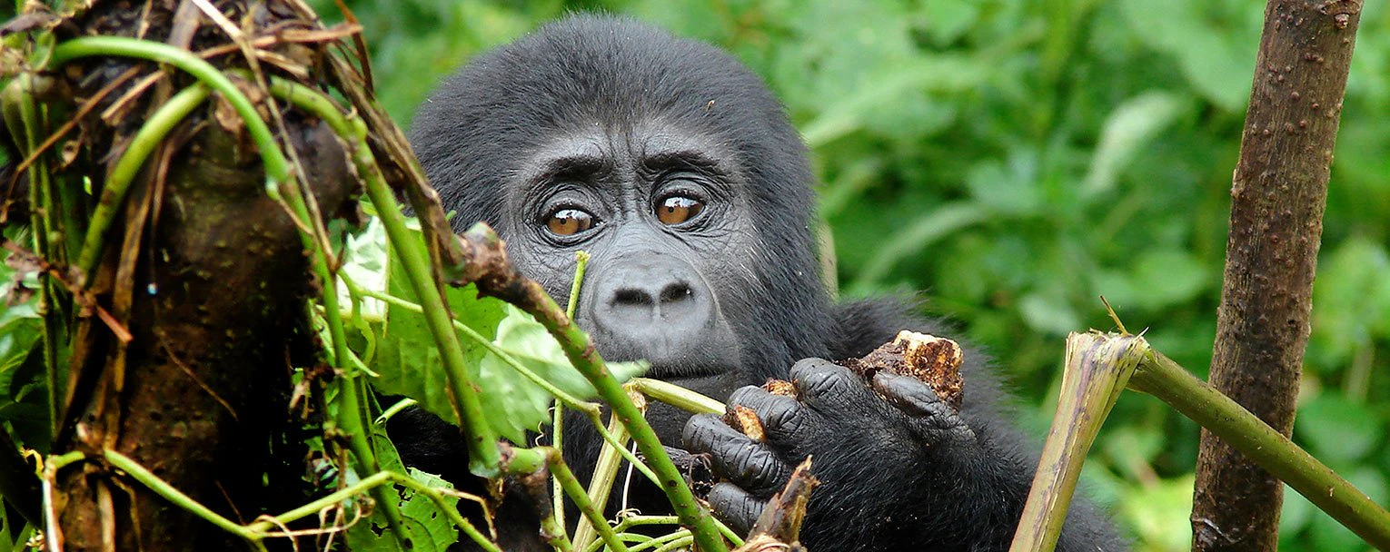 bwindi-clouds-mountain-gorilla-lodge-experiences-gorilla-trekking-rectangle