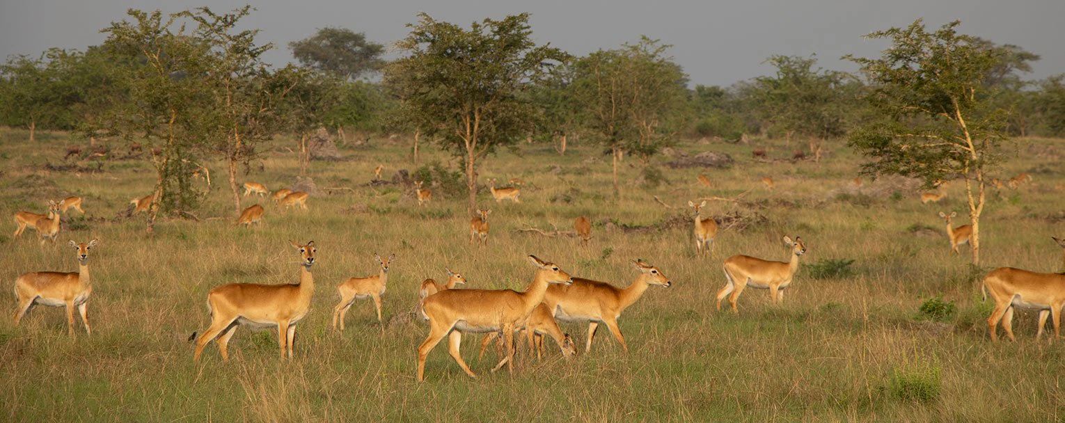 QENP-experience-image-wildlife-conservation-rectangle