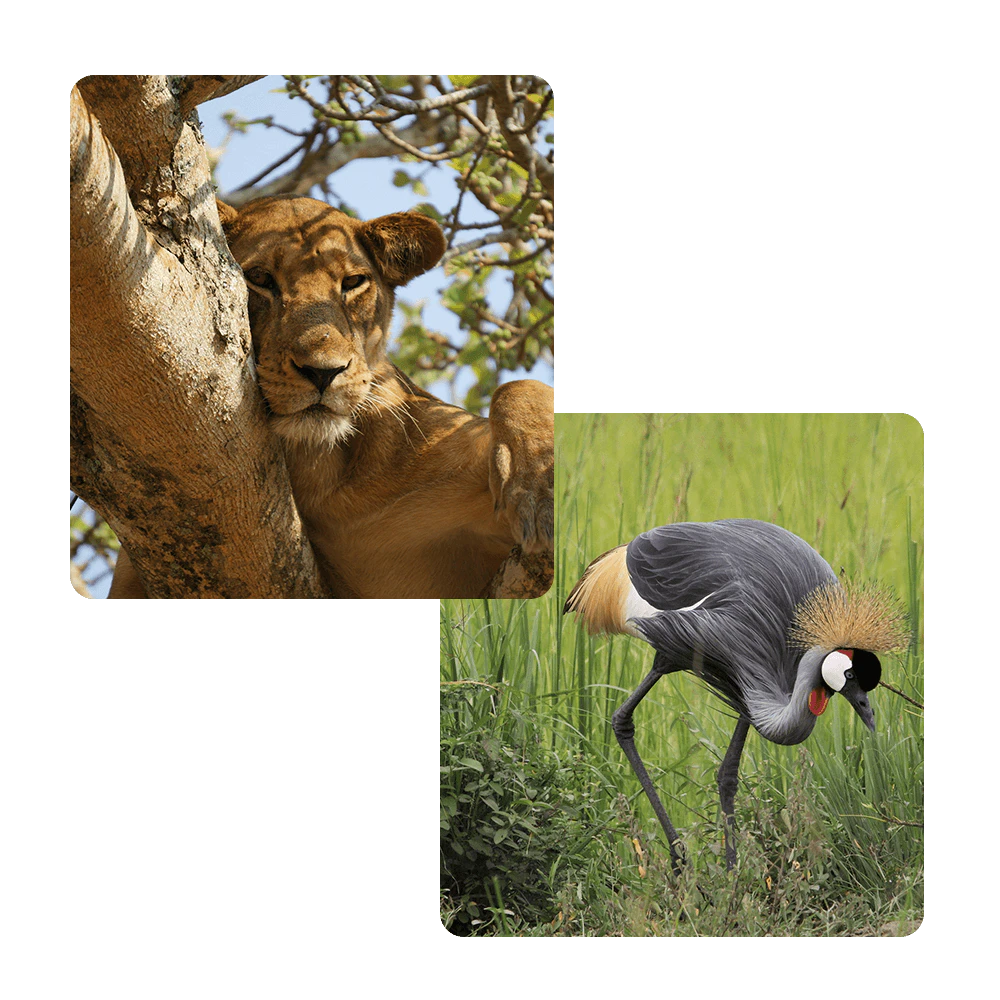 uganda-safari-pic-combo-v10