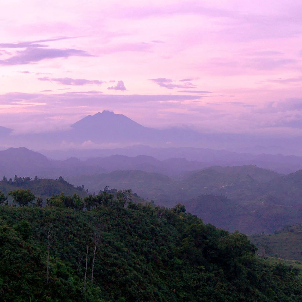 bwindi-impenetrable-forest-ttd-the-land-before-time