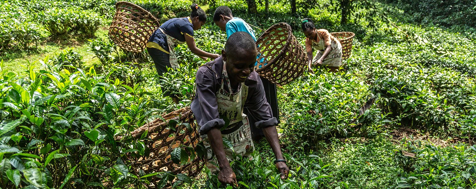 bwindi-experiences-tea-plantation-tours-rectangle