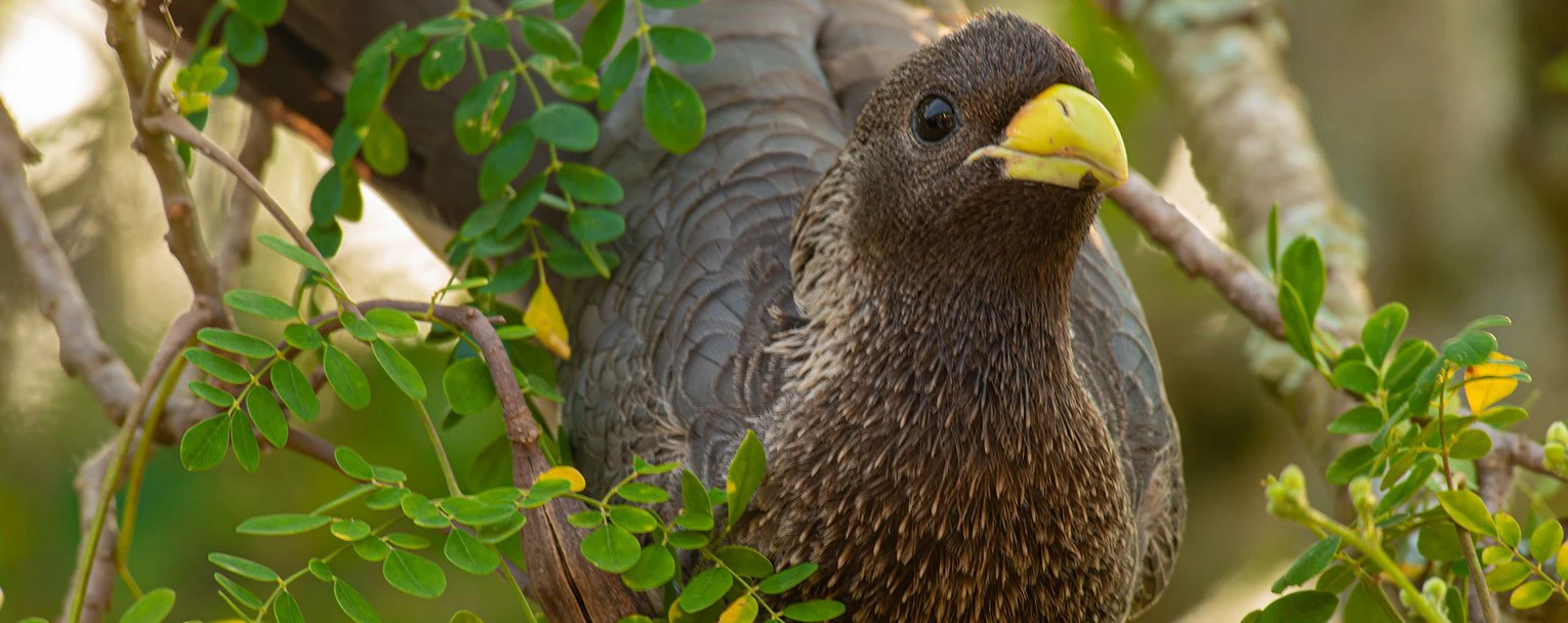 kibale-primate-lodge-birdwatching-experience-image-rectangle