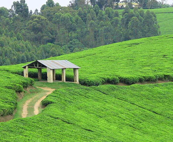 kibale-primate-lodge-tea-tours-experience-image-square