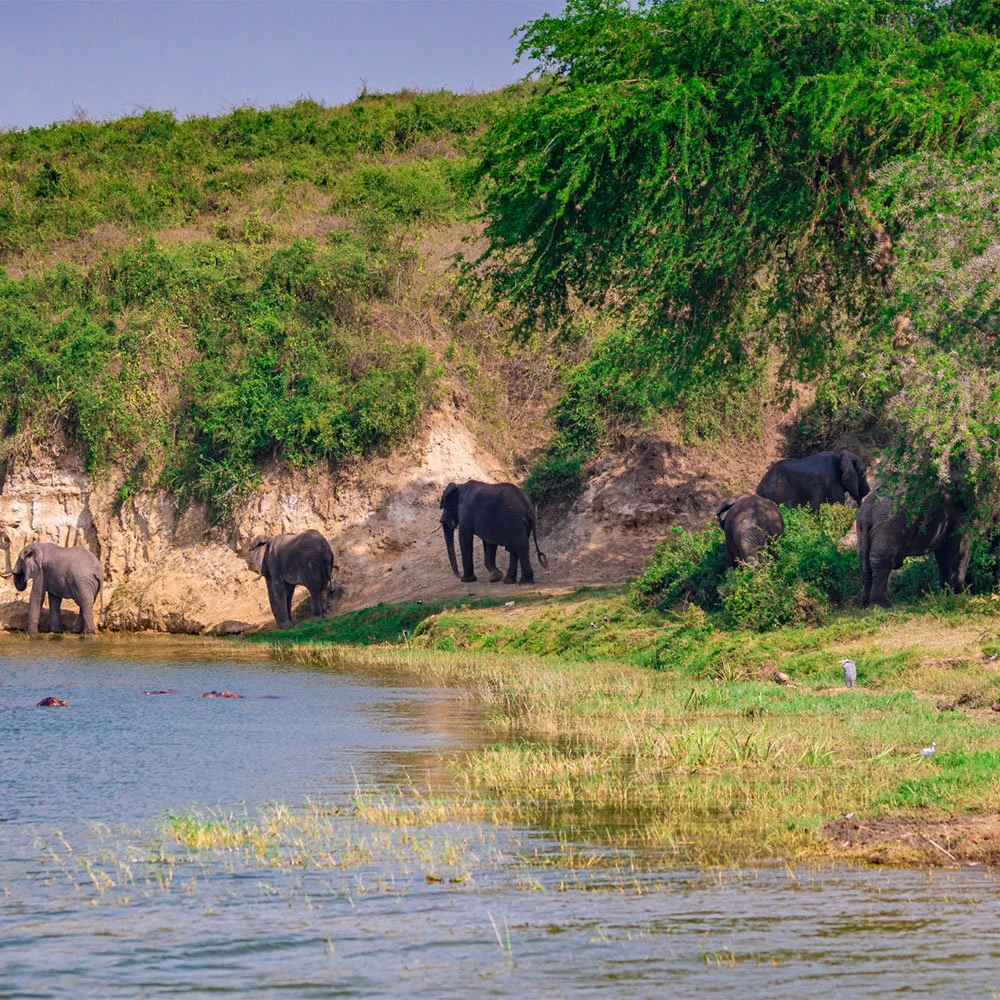 Queen Elizabeth National Park Safari | Uganda Wildlife