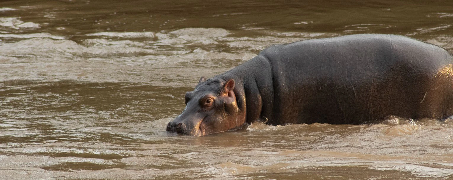 QENP-elephant-plains-lodge-experience-image-boat-safari-rectangle