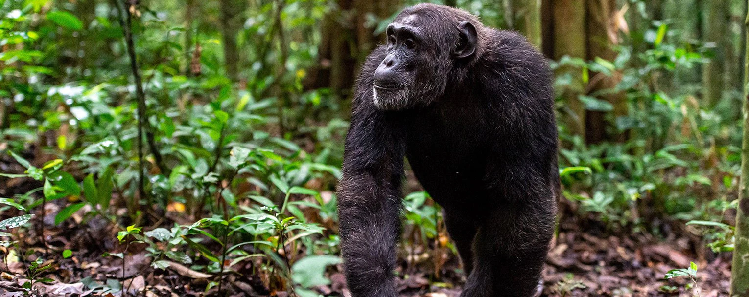 kibale-primate-lodge-chimpanzee-trekking-experience-image-rectangle