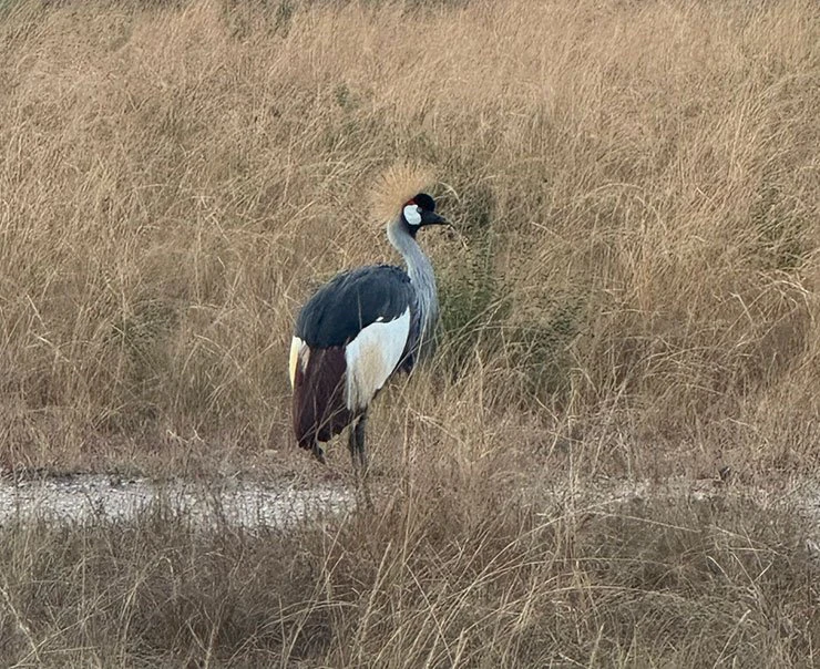 QENP-Ishasha-Wilderness-Camp-experience-image-birdwatching-square
