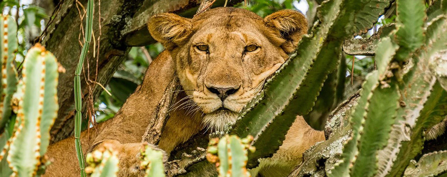 QENP-elephant-plains-lodge-experience-image-big-cats-rectangle