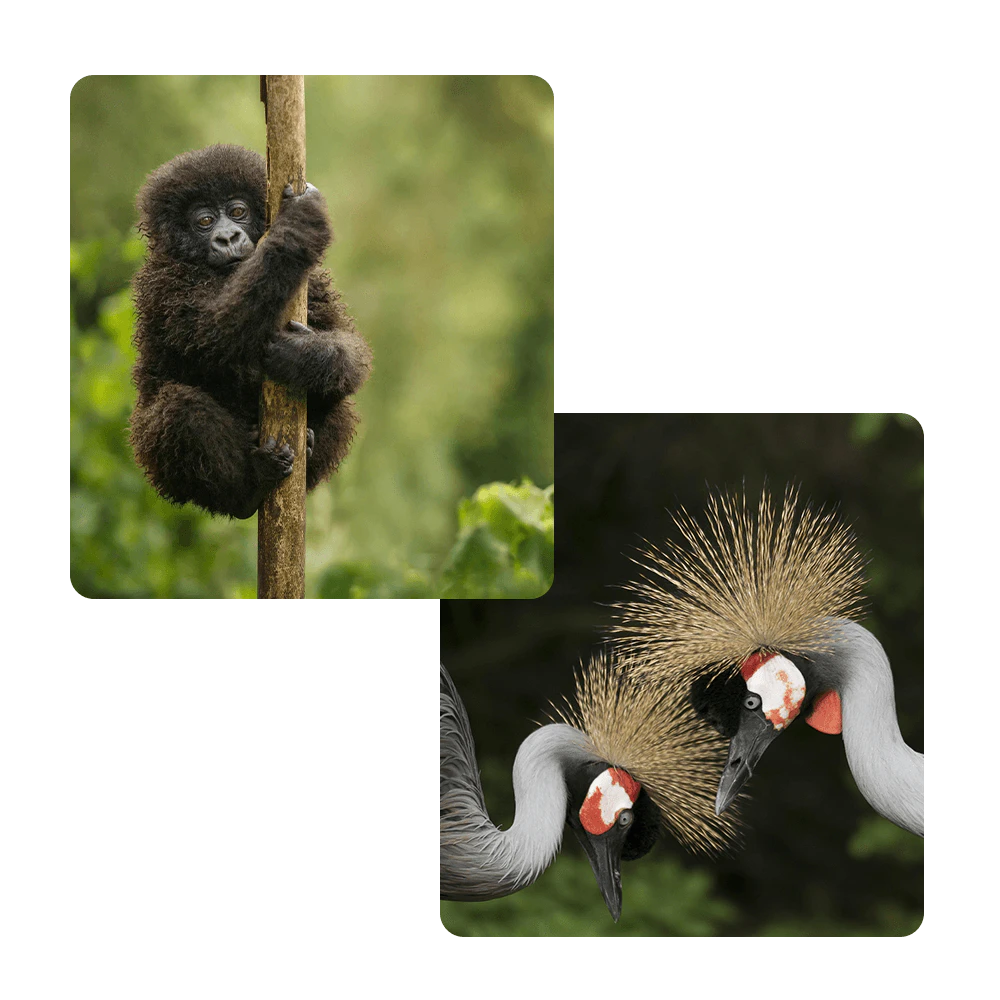 uganda-safari-pic-combo-v7