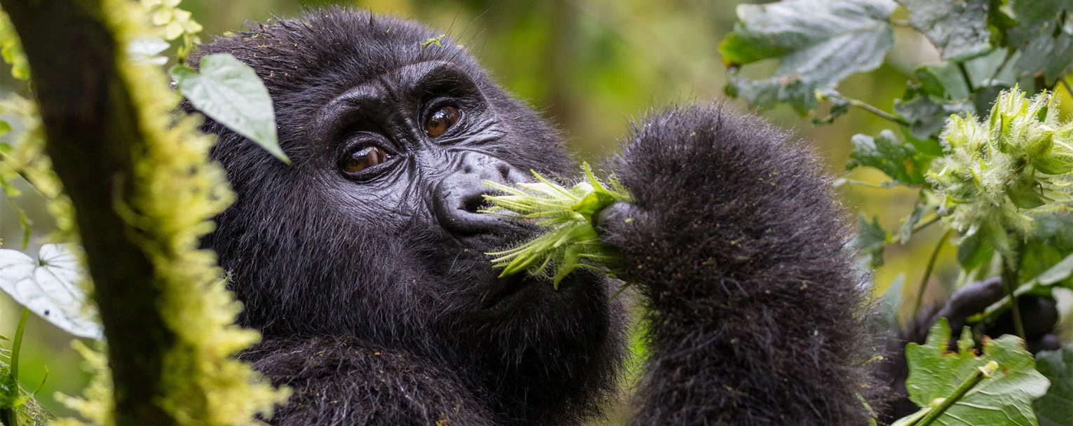 uganda-experience-gorilla-trekking-3-rectangle